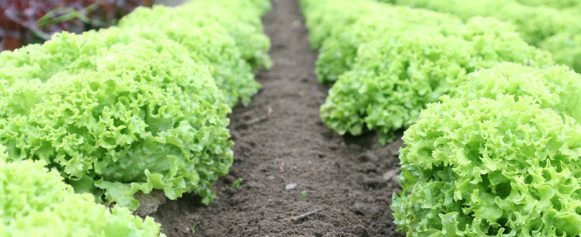 food salad field fresh