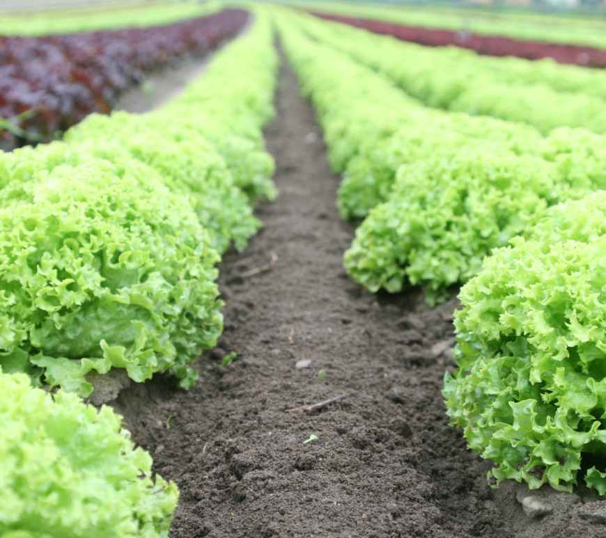 food salad field fresh