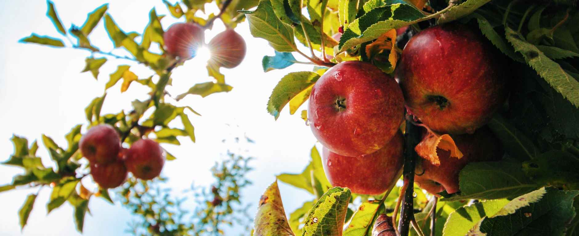 apple apple tree apples branch