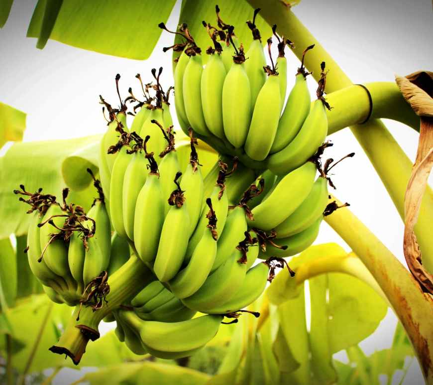 green banana tree