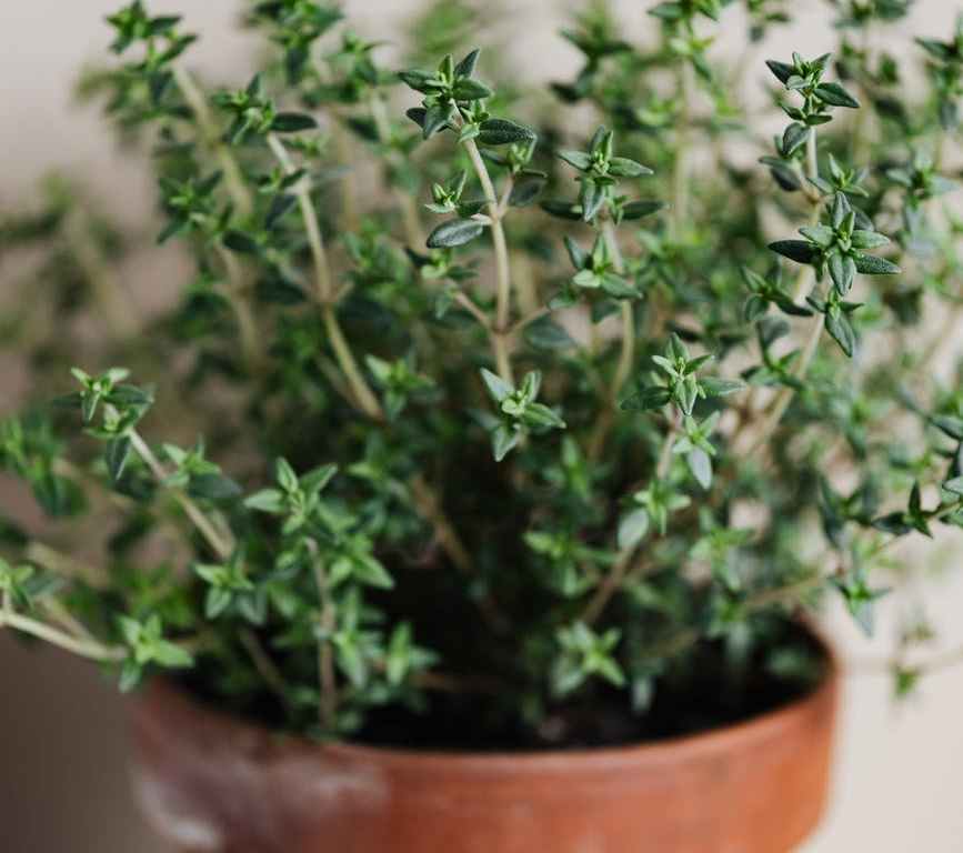 delicate green leaves of potted herb