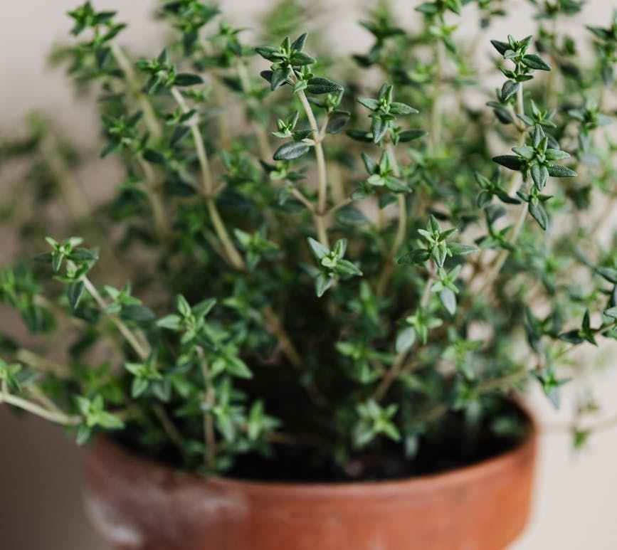 delicate green leaves of potted herb