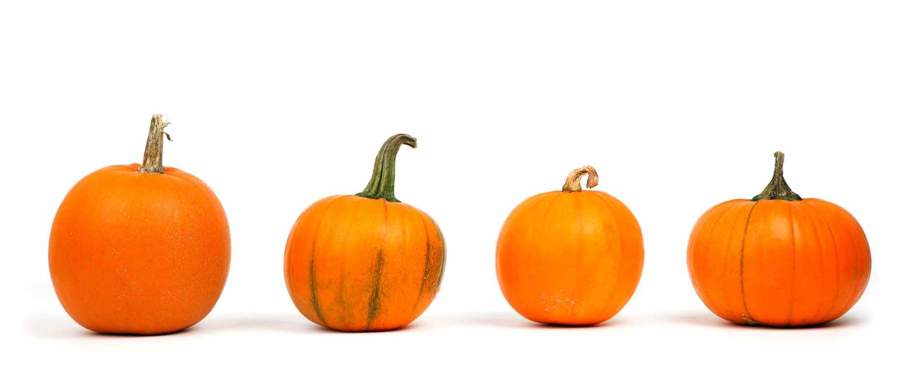 delicious food harvest ingredients