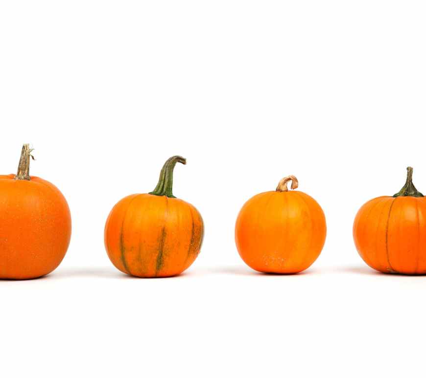 delicious food harvest ingredients