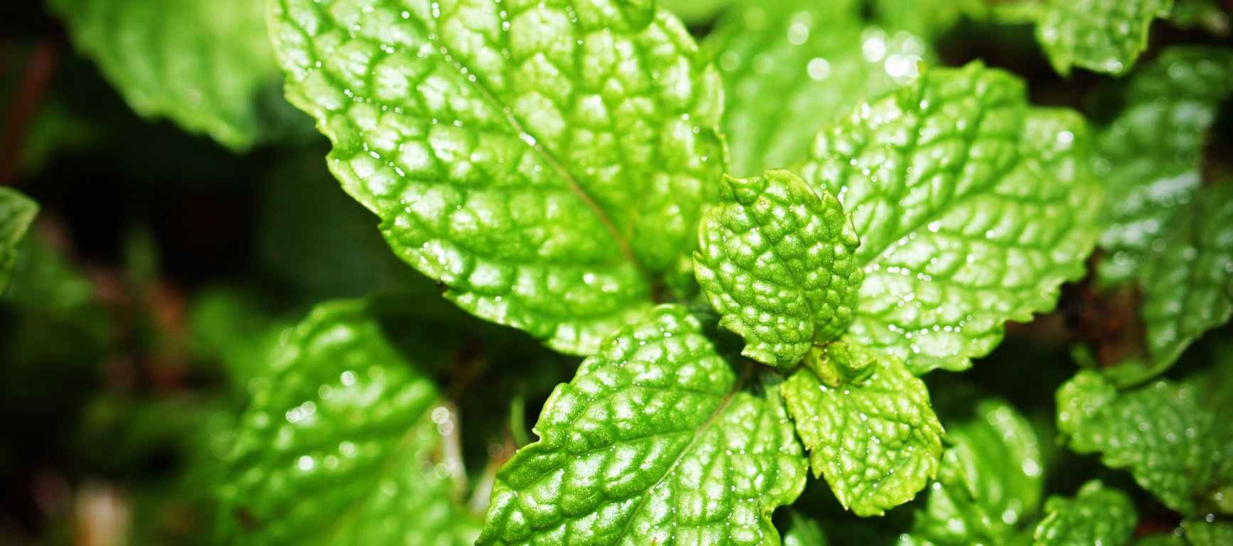 green mint photo