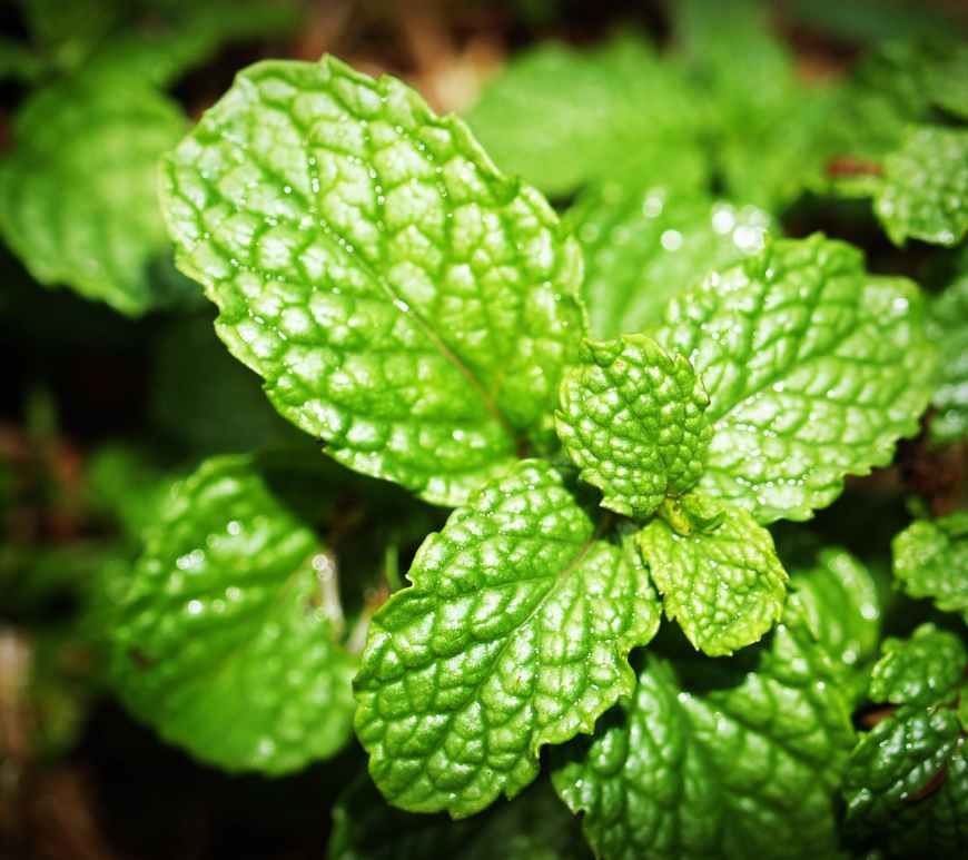 green mint photo