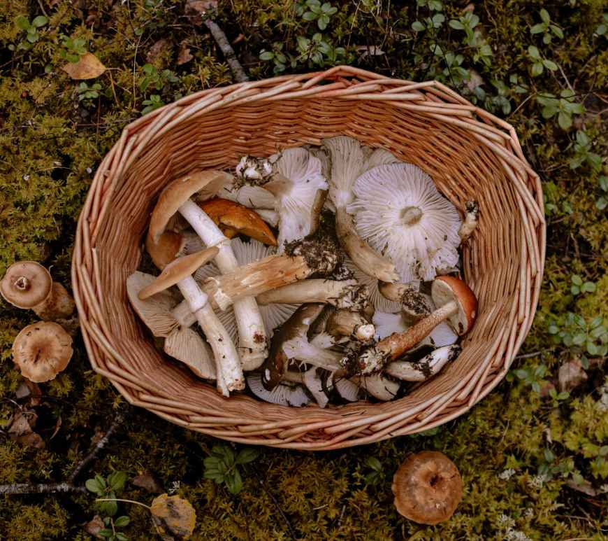 brown and white mushrooms in brown woven basket