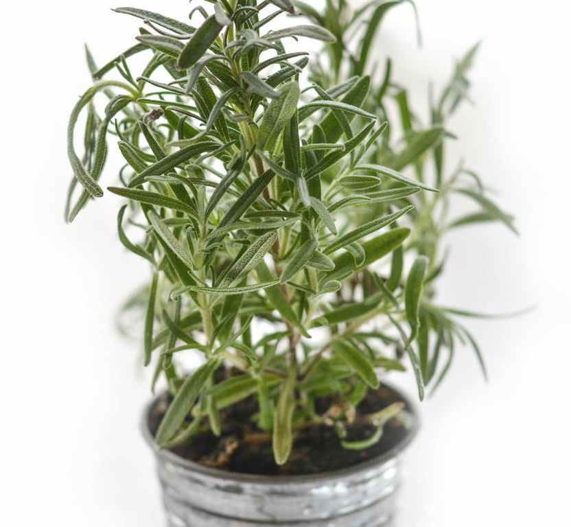 plant blur leaves green