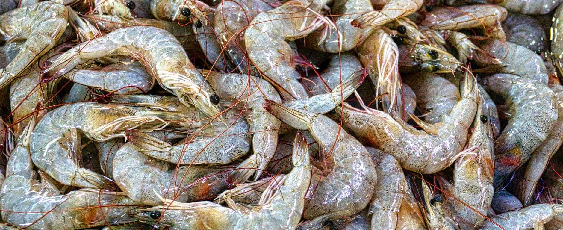 fresh prawns