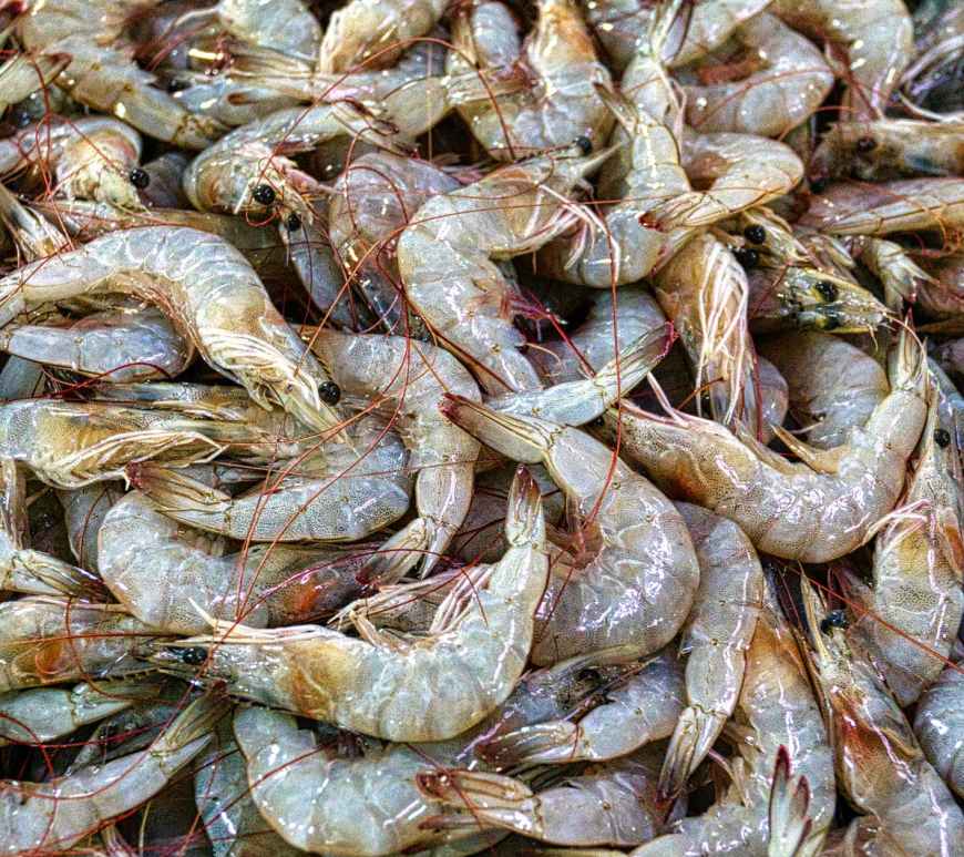 fresh prawns
