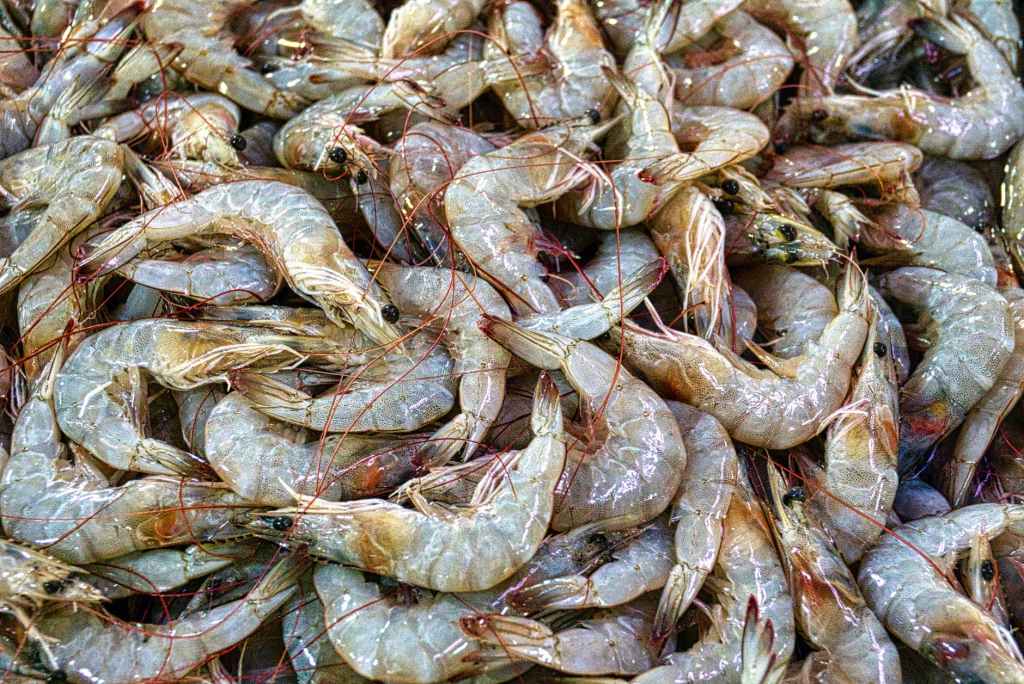 fresh prawns