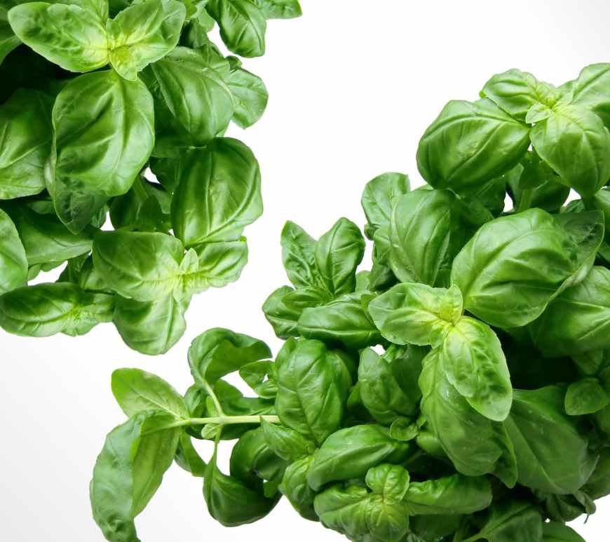 plant leaves green basil
