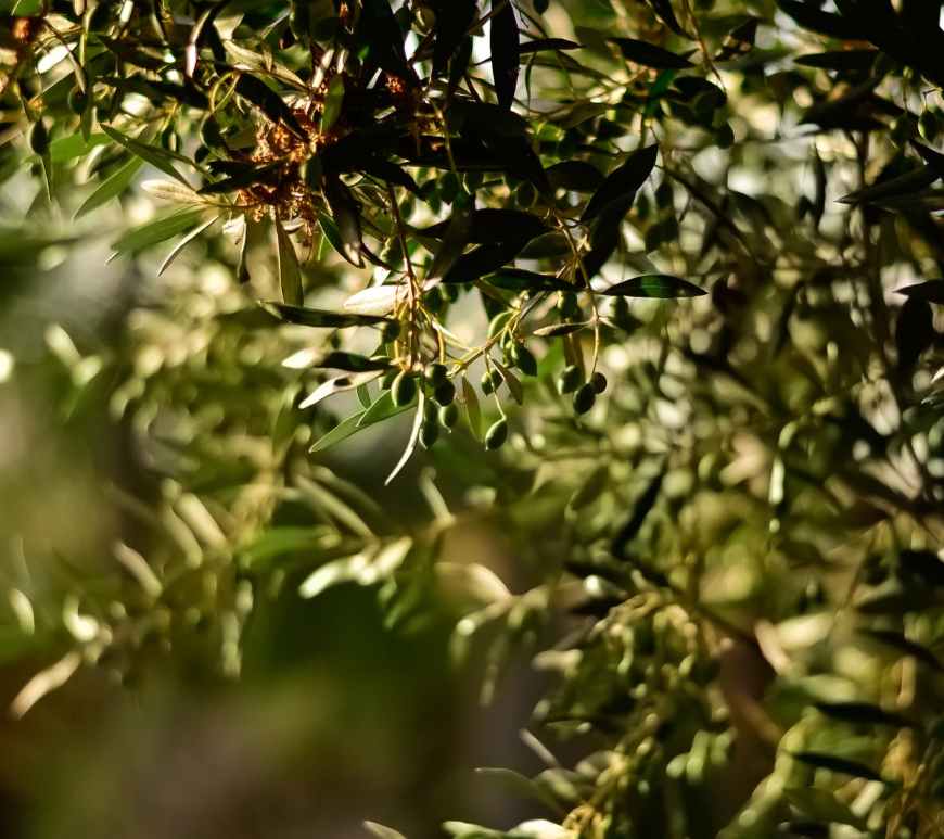 green leaf fruit tree selective focal photo